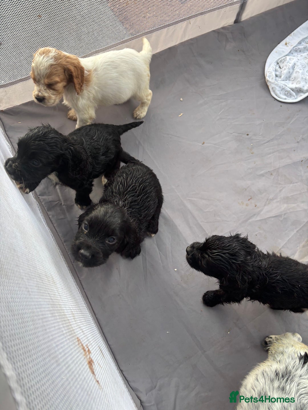 Cocker Spaniel dogs for sale: Show cocker spaniel puppies - Image 16