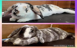 English Lop rabbits for sale: 2 lops looking for a new home - Image 1