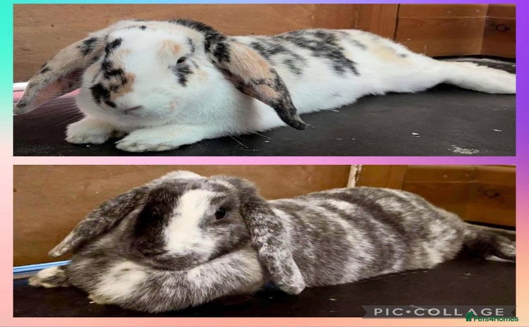 English Lop rabbits - Advert 1