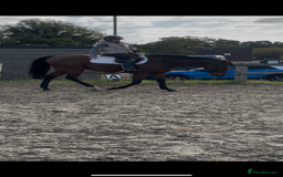 English Thoroughbred horses for sale: X2 safe stunning geldings alrounders - Image 12