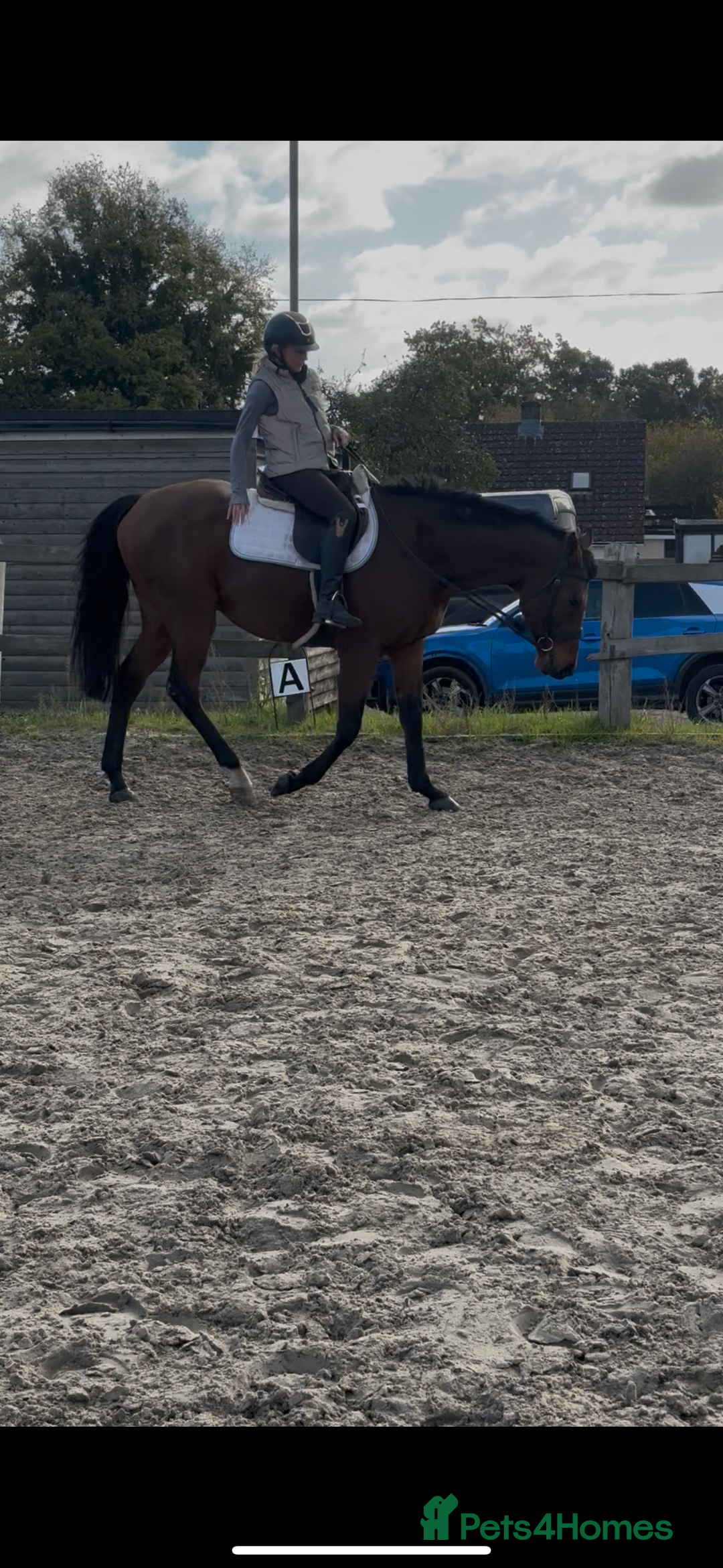 English Thoroughbred horses for sale: X2 safe stunning geldings alrounders - Image 12