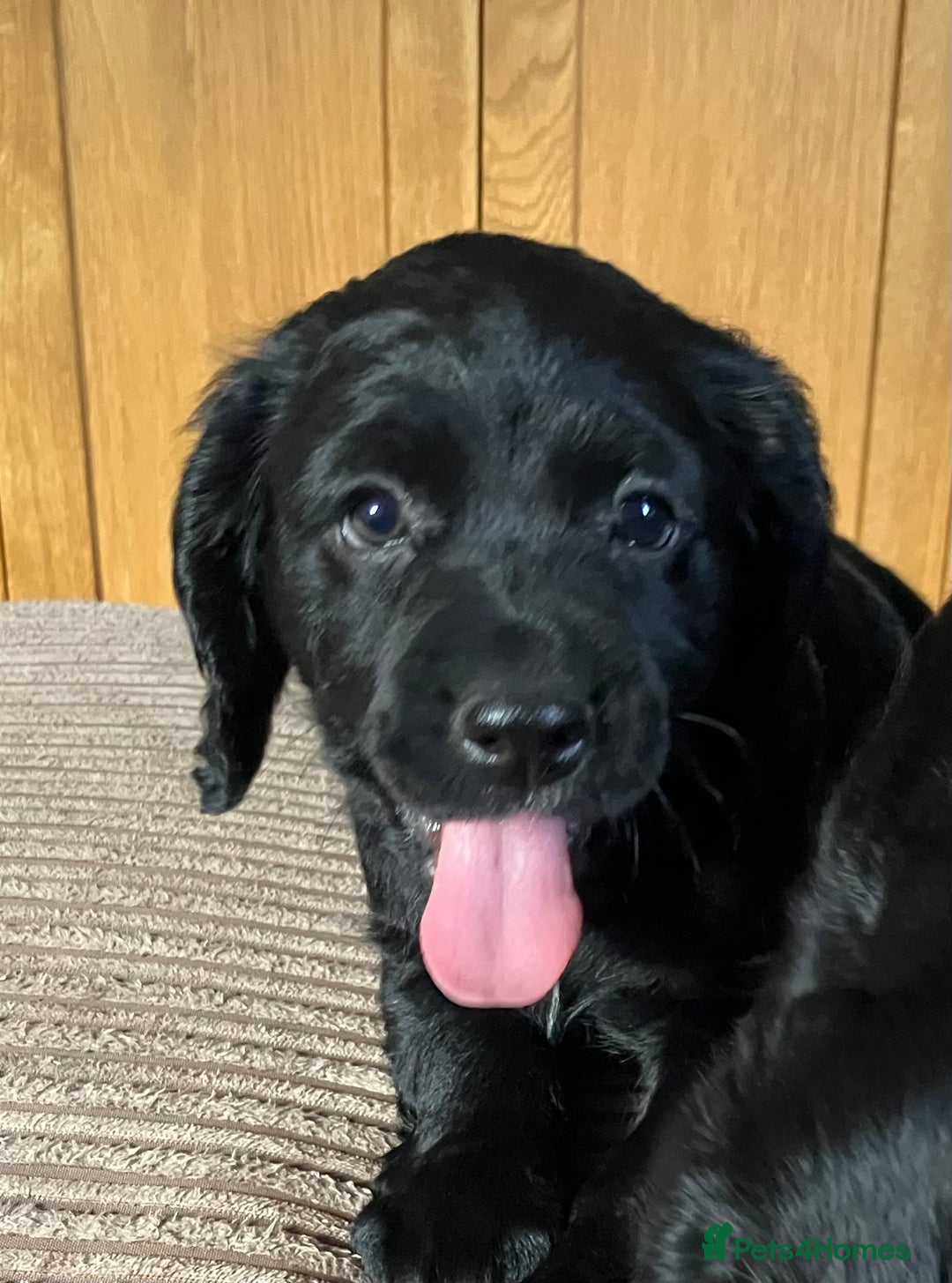 Cocker Spaniel dogs for sale: Working cocker spaniel pups  - Image 5