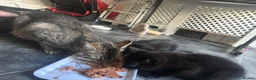 Domestic Shorthair cats for sale: 2 beautiful black boys for sale in Plymouth - Advert 4