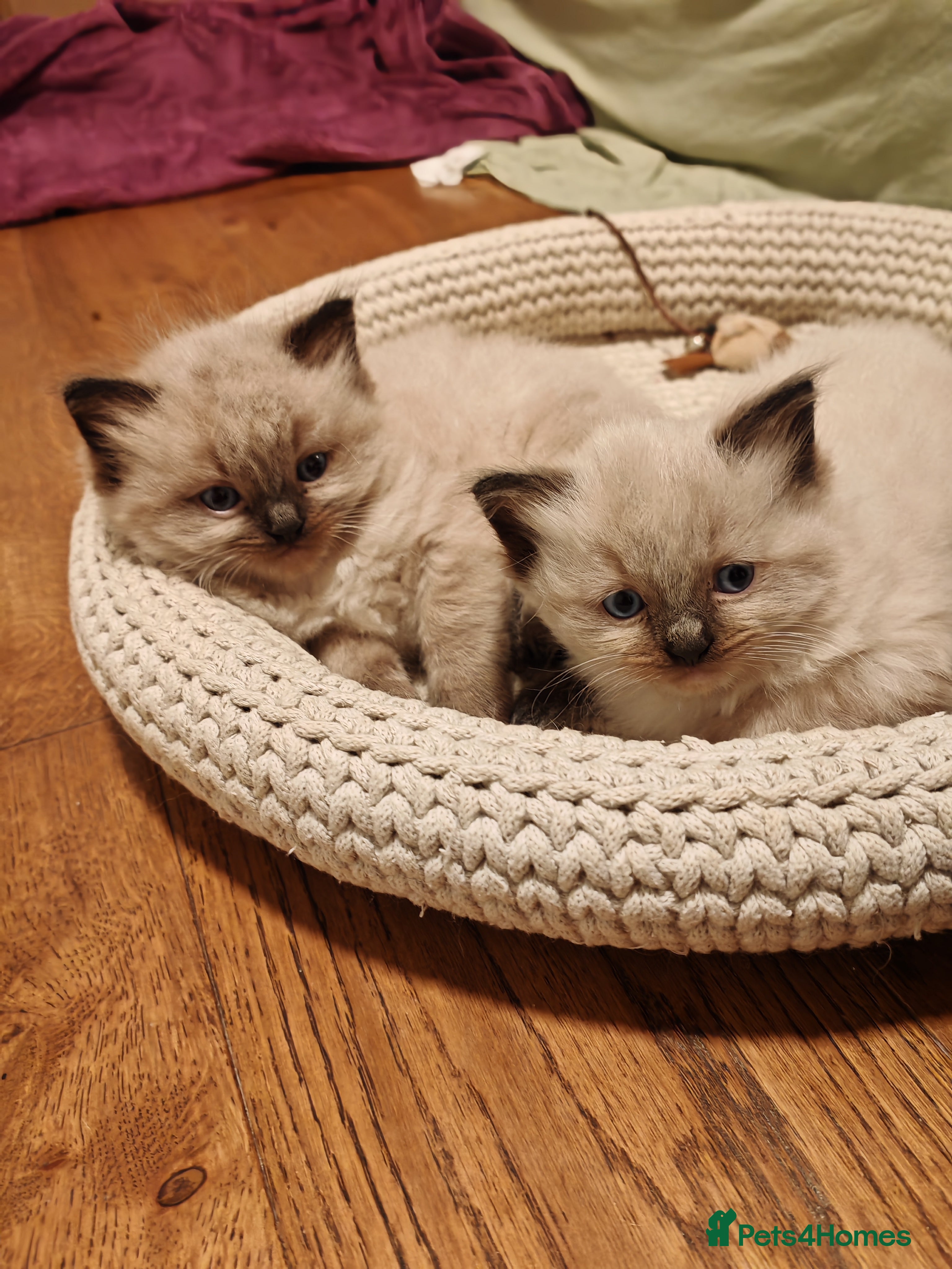 Ragdoll cats Beautiful Kittens for Sale - Advert 4