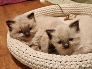 Ragdoll cats Beautiful Kittens for Sale - Advert 1