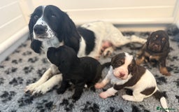 Cocker Spaniel dogs for sale: Beautiful Kc Working Cocker Spaniel Puppies - Image 1