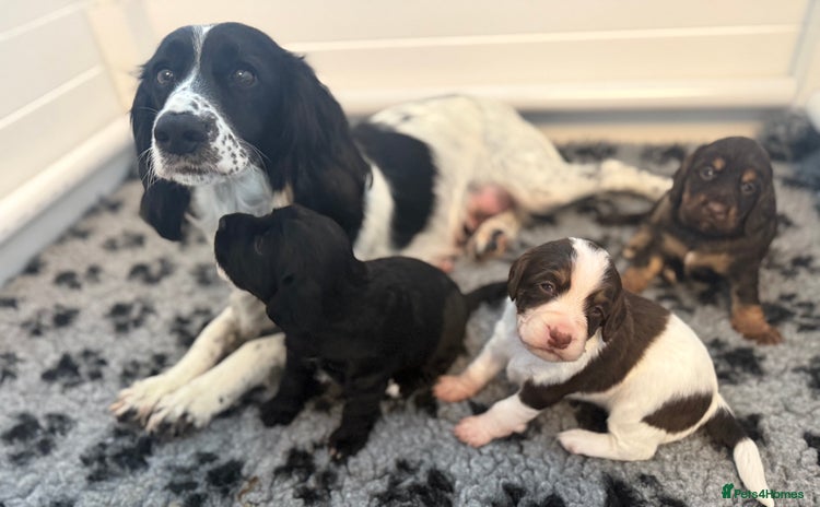 Cocker Spaniel dogs - Advert 2