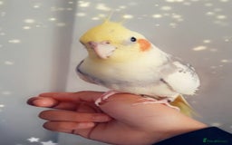 Cockatiels birds for sale: cockatiels  - Image 11