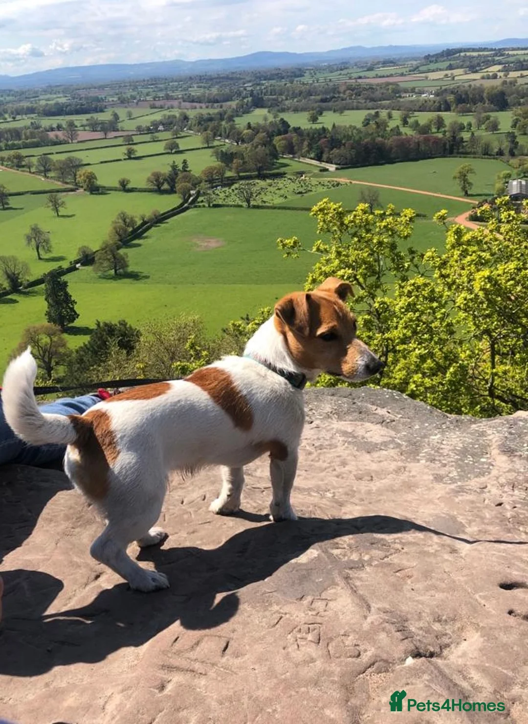 Jack Russell dogs for stud: Ronnie the jack russell for stud only.  in Stone - Advert 7