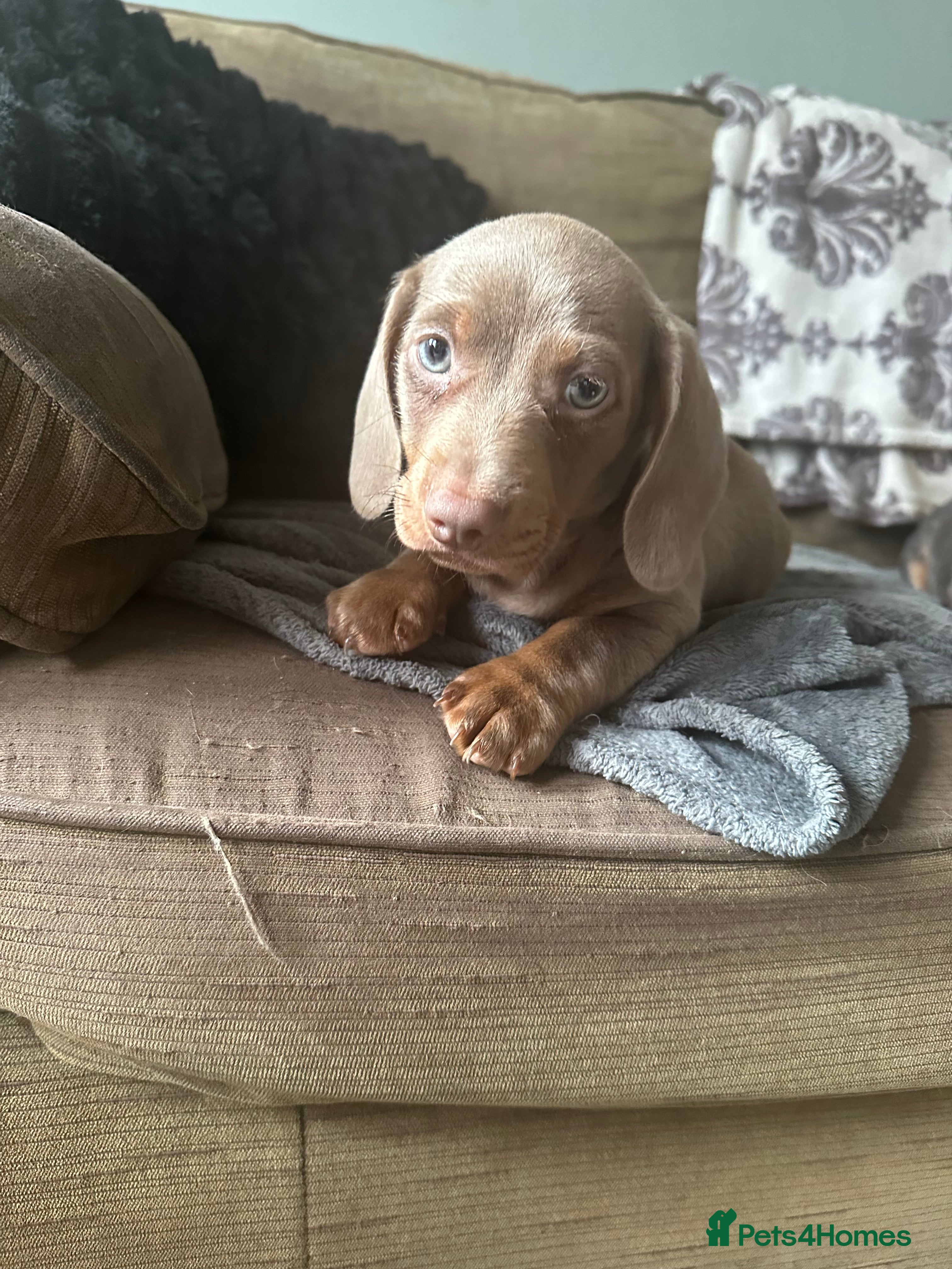 Dachshund dogs ONLY ONE LEFT A BEAUTIFUL DACHSHUND PUPPY  - Advert 2