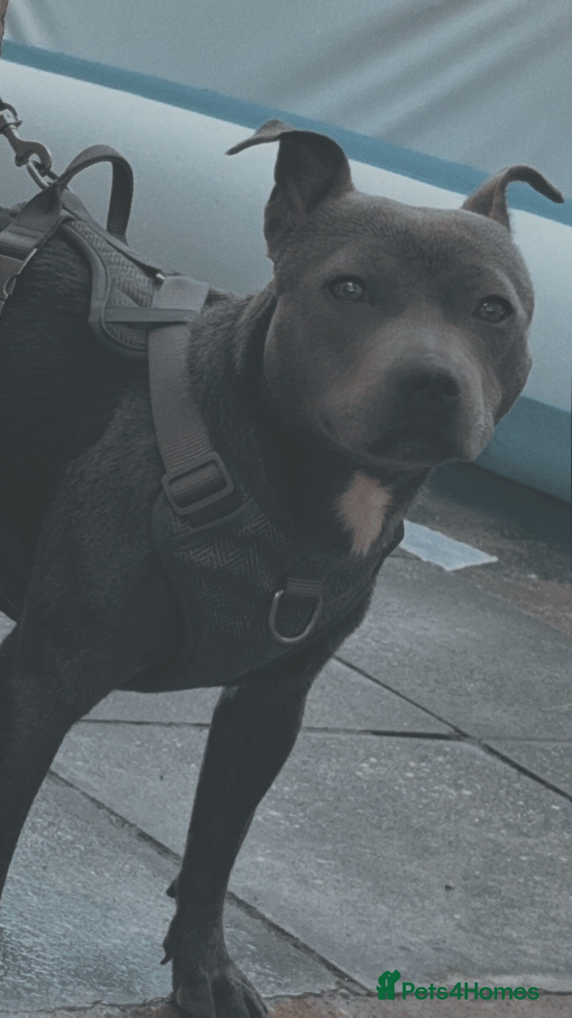 Staffordshire Bull Terrier dogs Blue staffy one year old.  - Advert 4