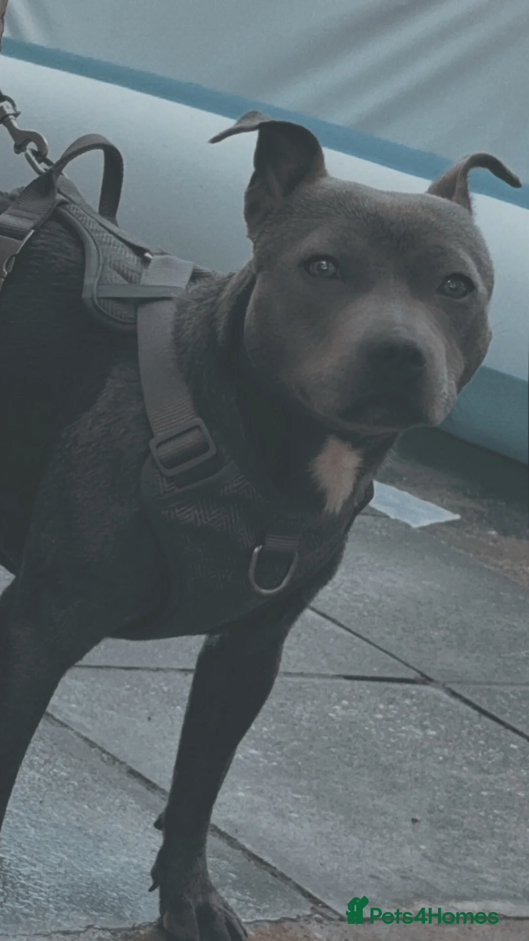 Staffordshire Bull Terrier dogs for sale: Blue staffy one year old.  in Scunthorpe - Advert 1
