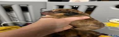 Dachshund 2