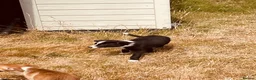 Border Collie dogs for sale: Collie puppies for sale - Advert 10