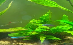 Tetras fish for sale: FREE Tetras and Shrimps - Image 2