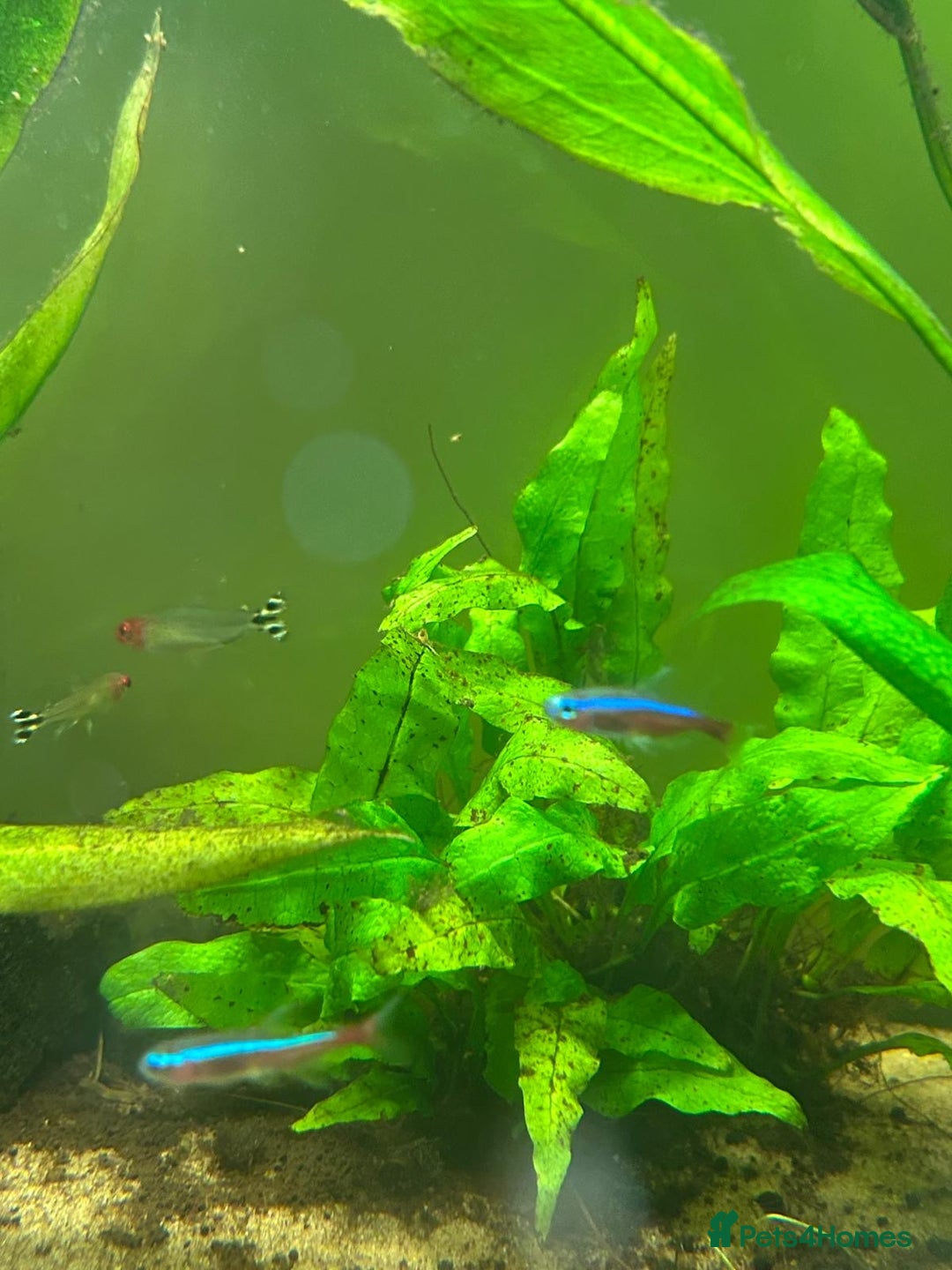 Tetras fish for sale: FREE Tetras and Shrimps - Image 2