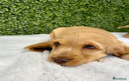 Cocker Spaniel dogs for sale: 🧡READY TO LEAVE Cocker Spaniel Puppies For Sale - Image 15