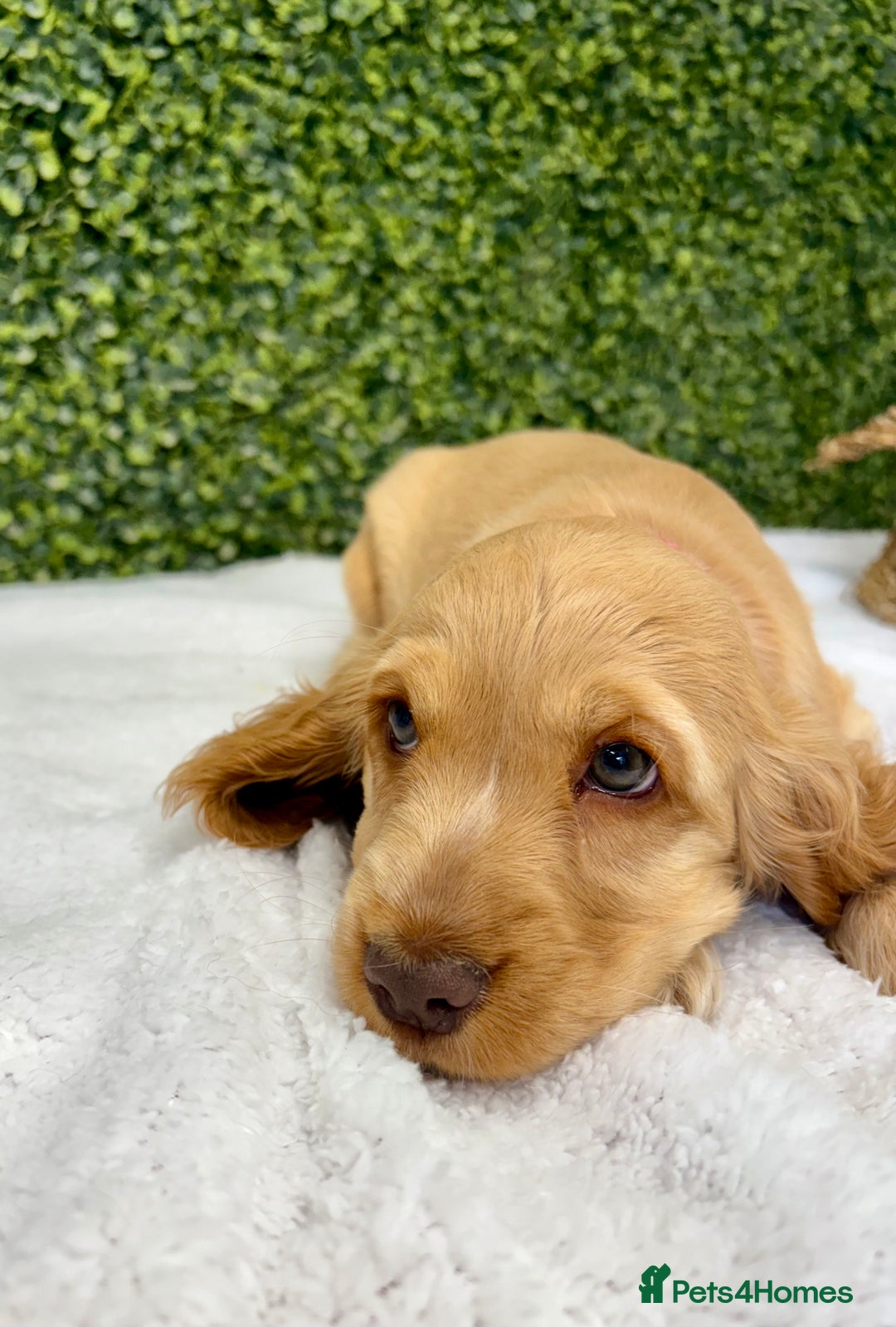 Cocker Spaniel dogs for sale: 🧡READY TO LEAVE Cocker Spaniel Puppies For Sale - Image 15