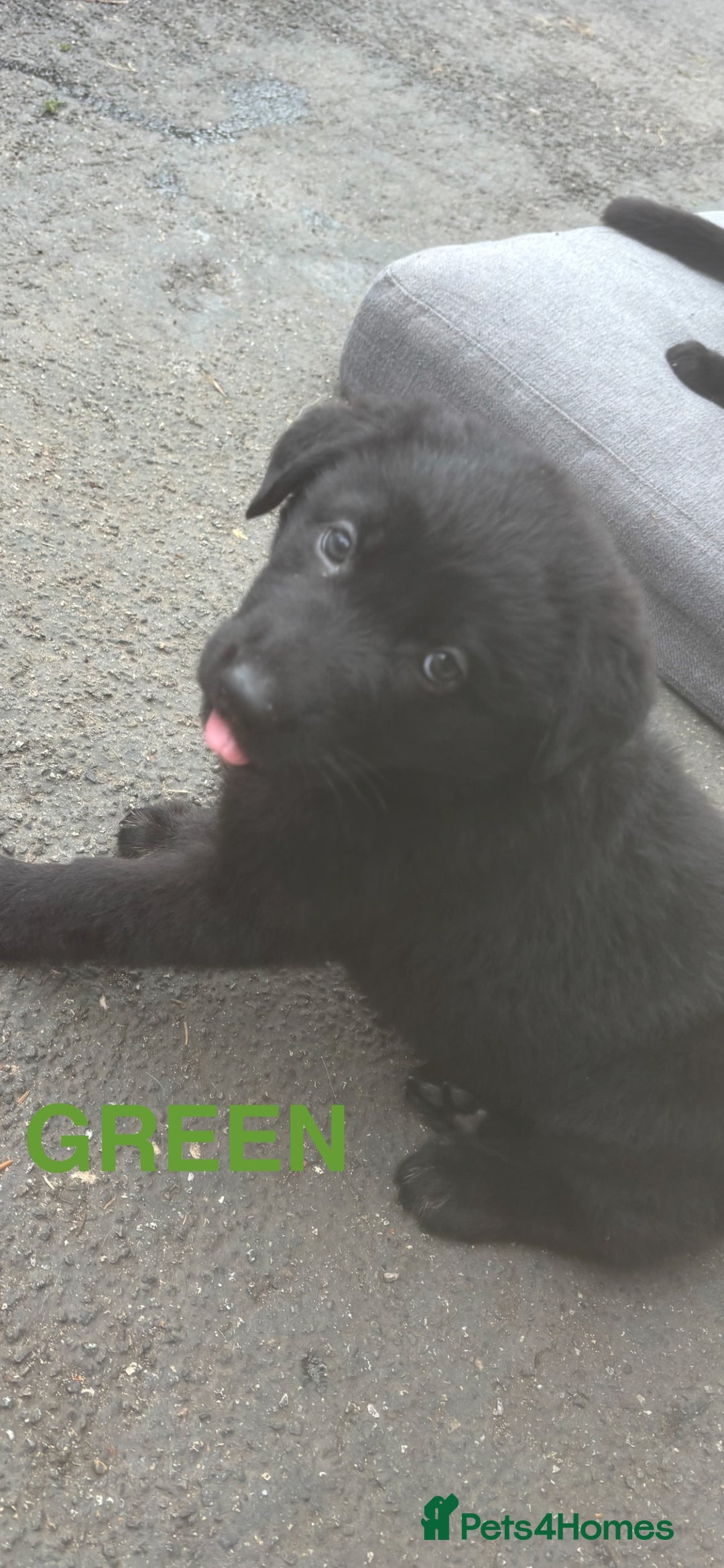 German Shepherd dogs for sale: ONE GIRL AVAILABLE -German shepherd puppies - Image 9