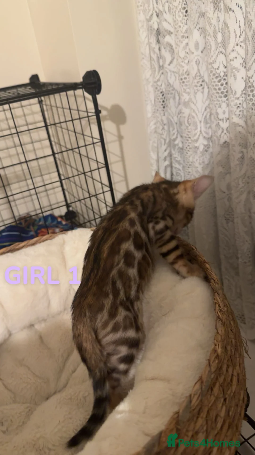Bengal cats for sale: ⭐️⭐️Stunning High Quality Bengal Kittens⭐️⭐️TICA - Advert 14