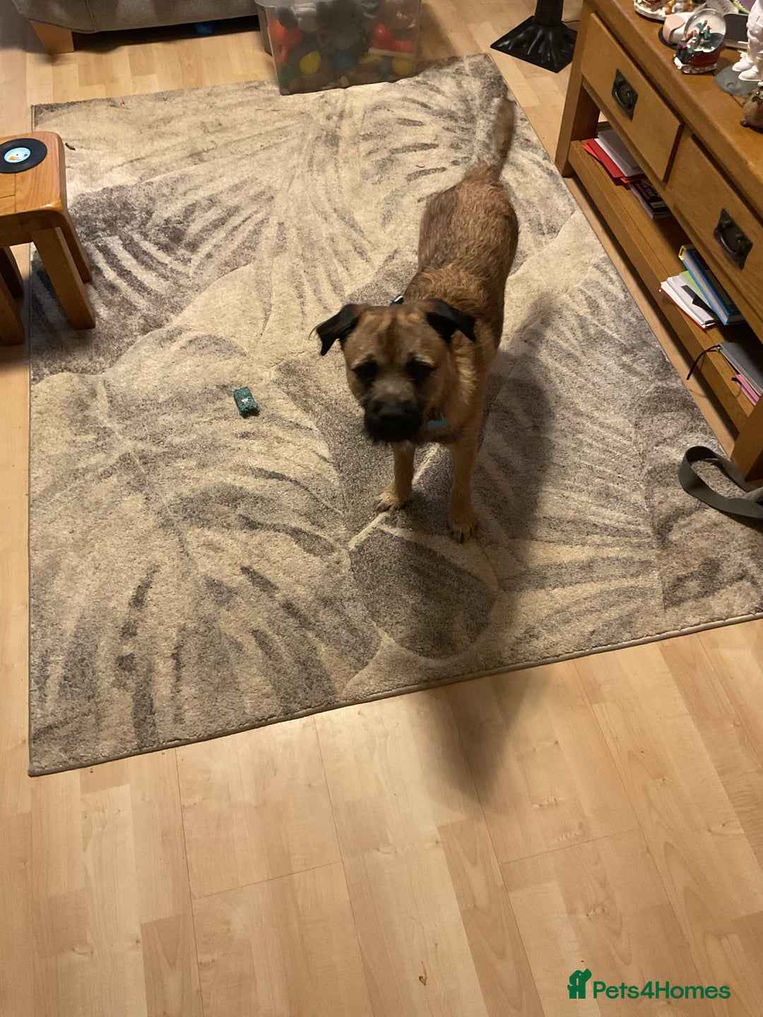 Border Terrier dogs for sale: Border Terrier - Advert 2