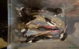 Rat rodents for sale: Male and female rats  - Advert 5