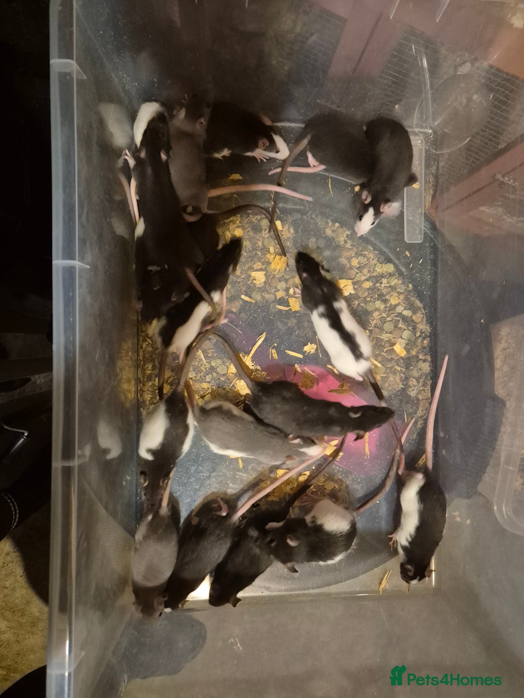 Rat rodents for sale: Male and female rats  - Advert 5