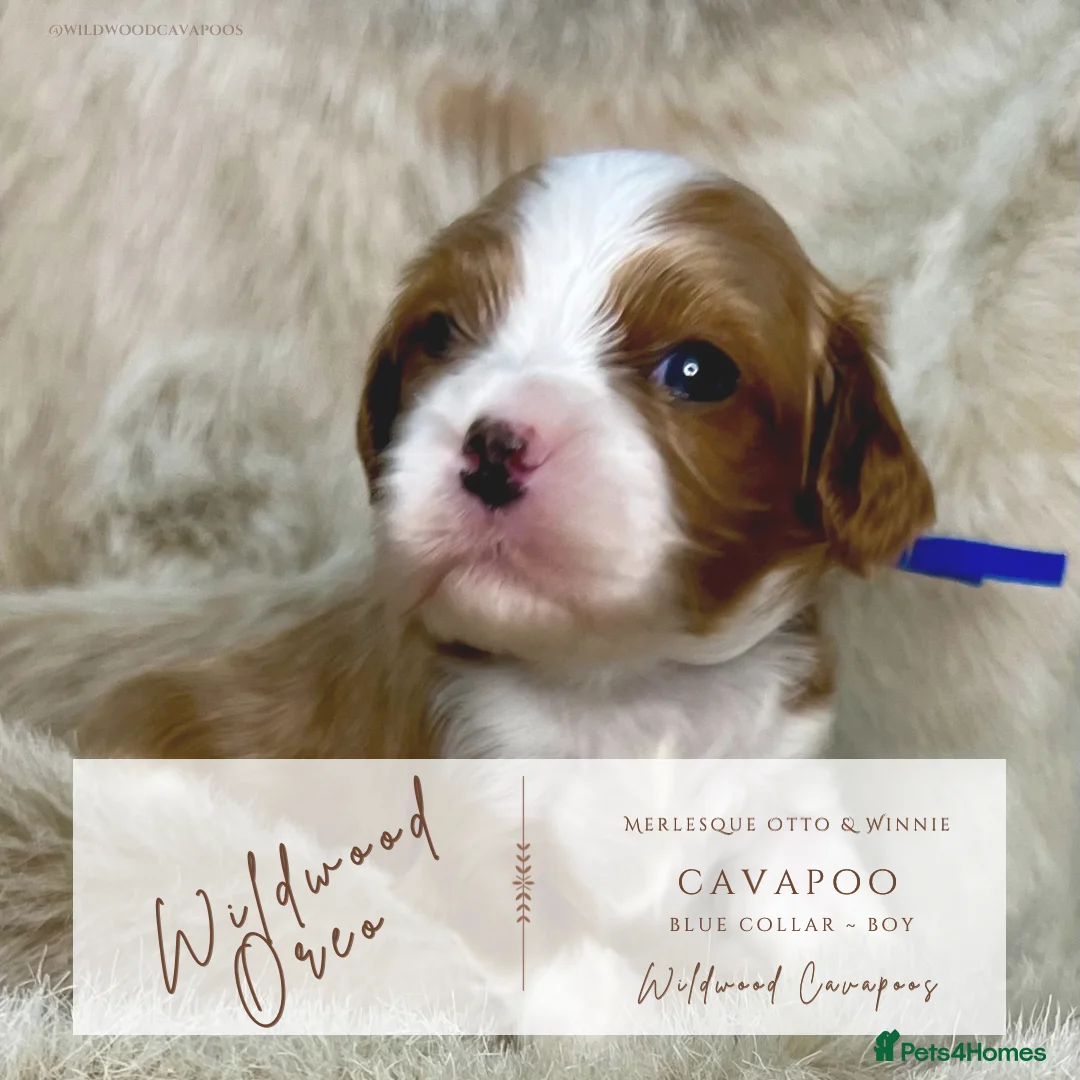 Cavapoo dogs for sale: 5 ⭐️ LICENSED BREEDER HEALTH TESTED F1b CAVAPOOS - Advert 6