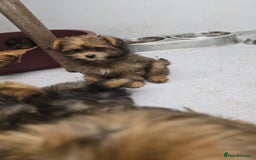 Pomapoo dogs for sale: POCKET SIZED POMAPOOS ~ READY NOW - Image 6