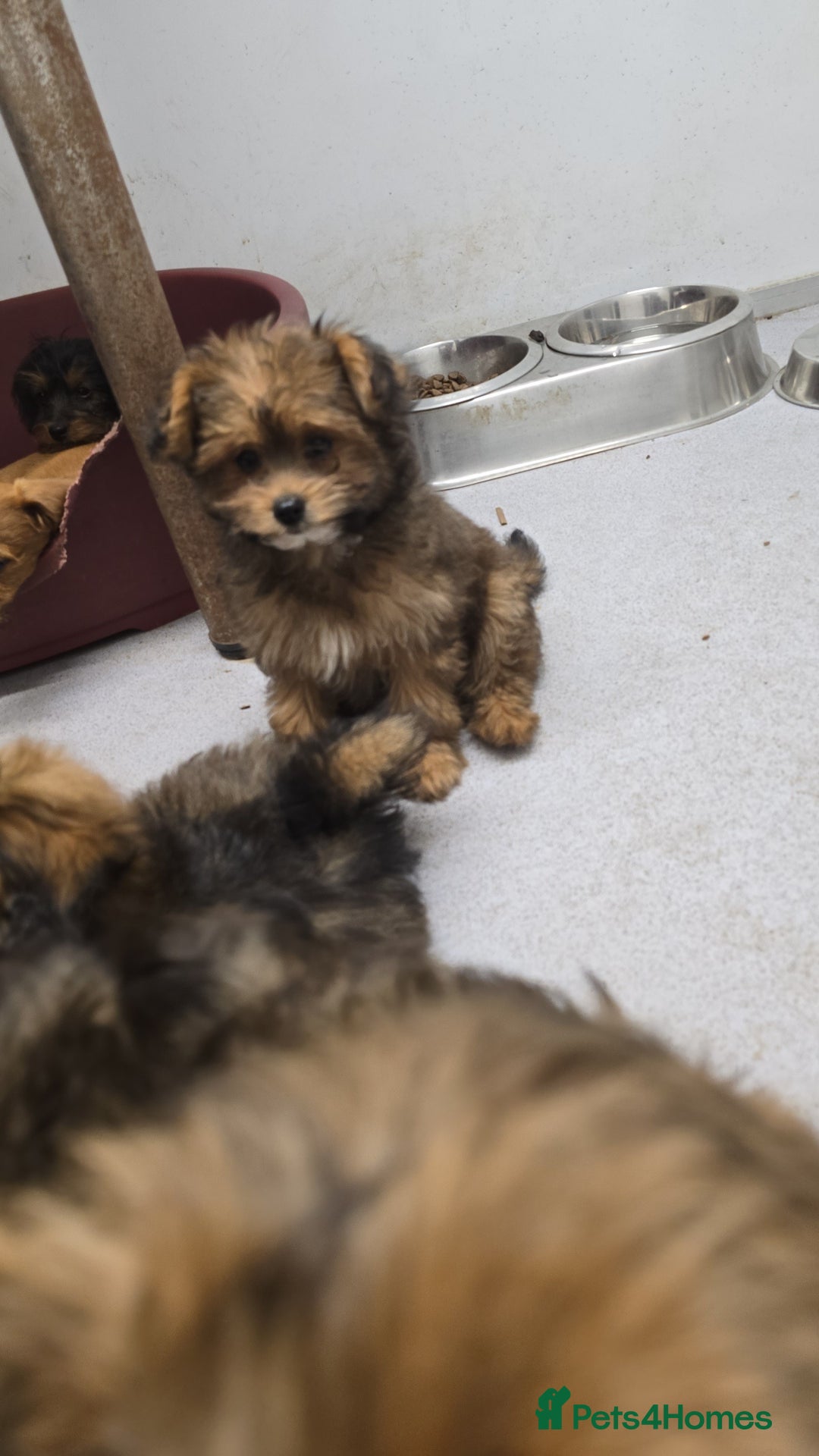 Pomapoo dogs for sale: POCKET SIZED POMAPOOS ~ READY NOW - Image 6