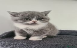 British Shorthair cats for sale: 4 Sweet PEDIGREE kittens - Image 9