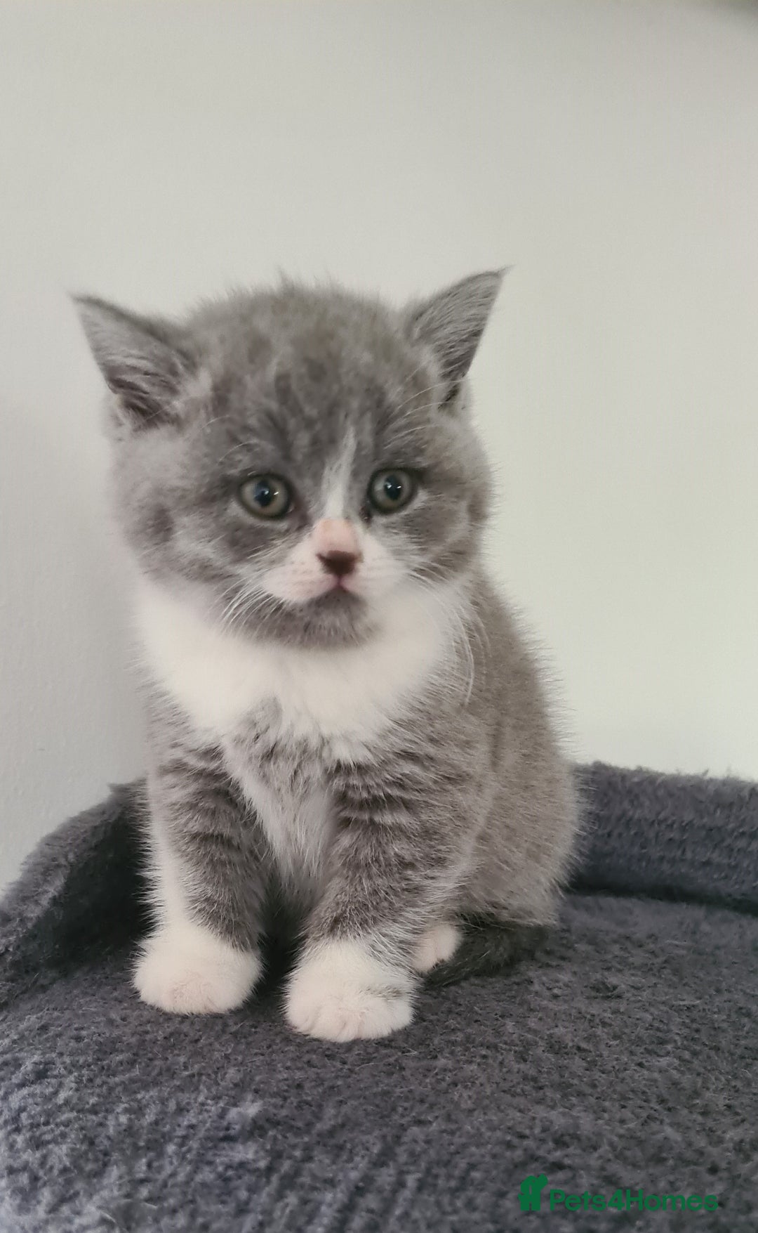 British Shorthair cats for sale: 4 Sweet PEDIGREE kittens - Image 9