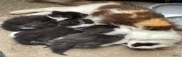 Mixed Breed cats for sale: Beautiful Tuxedo Kittens (Short & Long Hair) - Advert 10