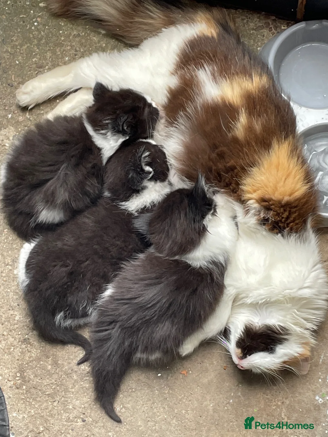 Mixed Breed cats for sale: Beautiful Tuxedo Kittens (Short & Long Hair) - Advert 10