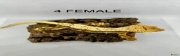 Gecko reptiles for sale: CRESTED GECKOS FOR SALE MALE AND FEMALE - Advert 6
