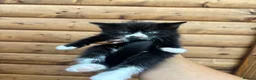 Mixed Breed cats for sale: 5 beautiful kittens  in Royston - Advert 4