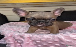 French Bulldog dogs for sale: French buldogs - Image 4