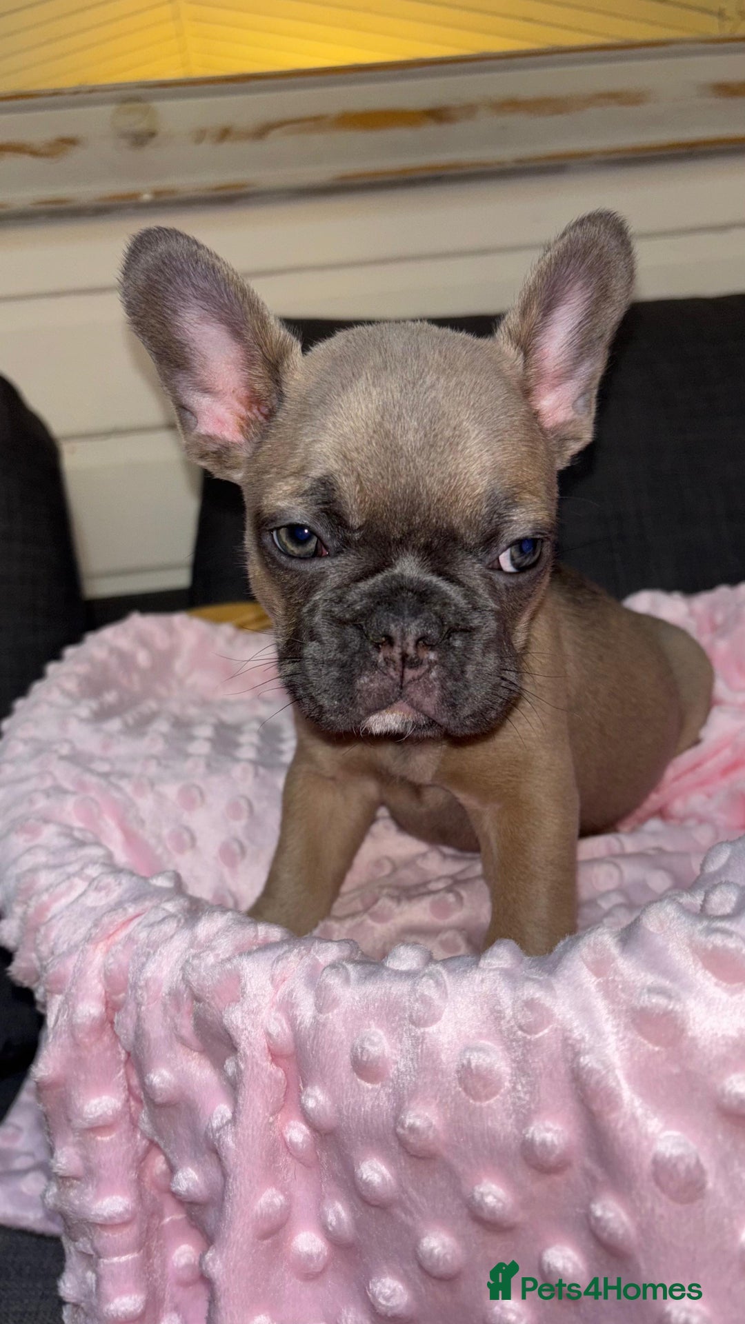 French Bulldog dogs for sale: French buldogs - Image 4