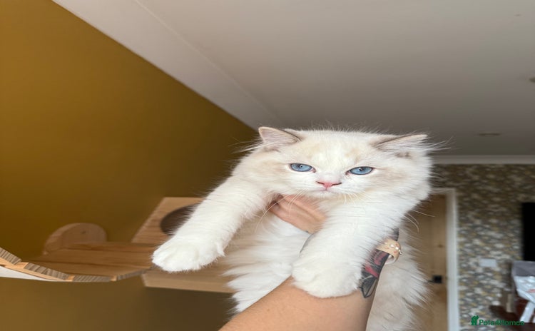 Ragdoll cats - Advert 8