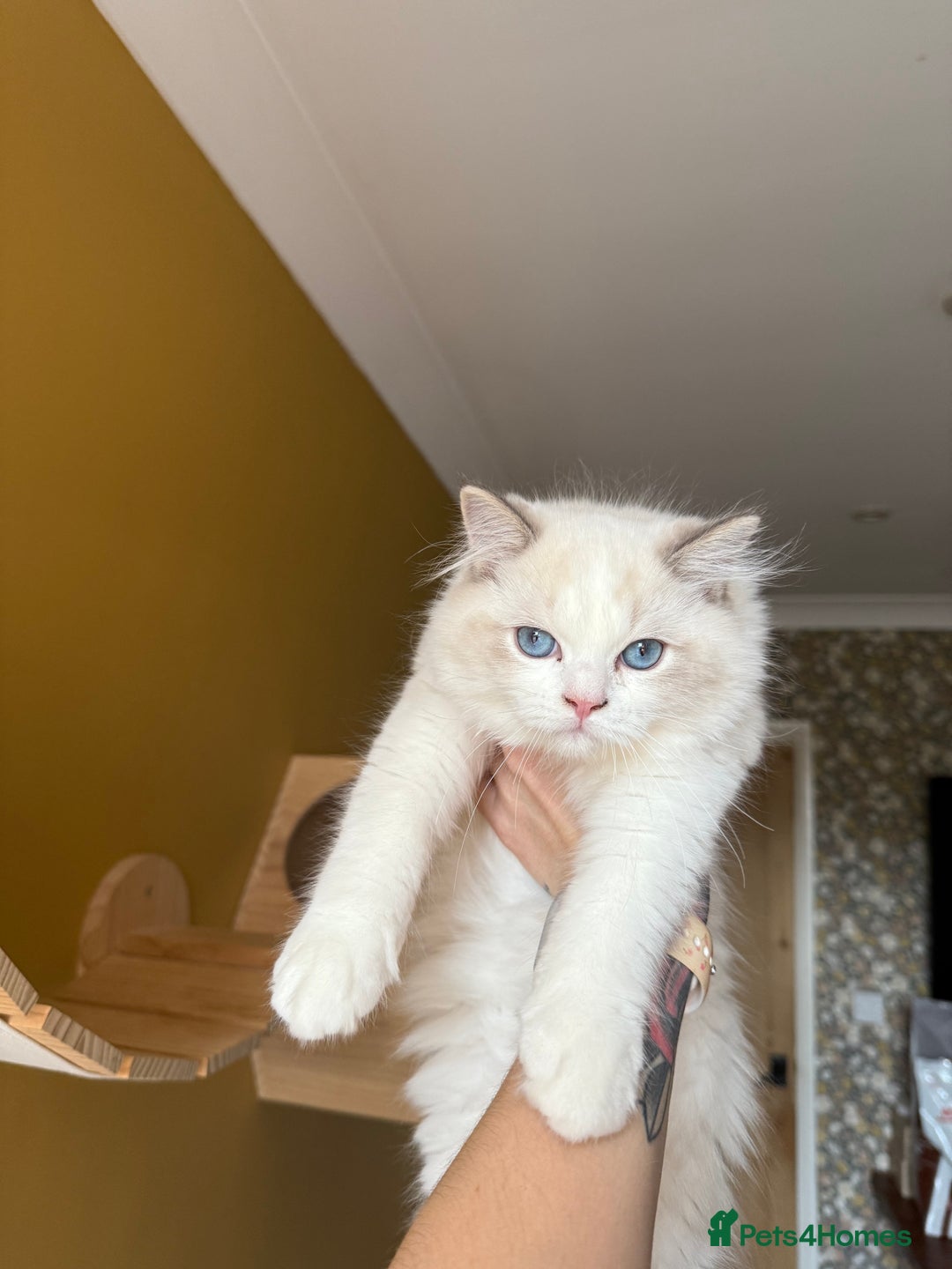 Ragdoll cats for sale: European ragdolls ***READY NOW*** - Image 1