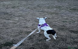 Staffordshire Bull Terrier dogs for sale: Luna  - Image 3