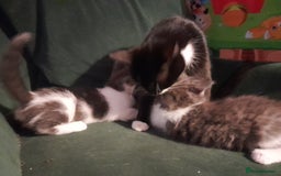 Mixed Breed cats for sale: Two beautifully marked boys - Image 8