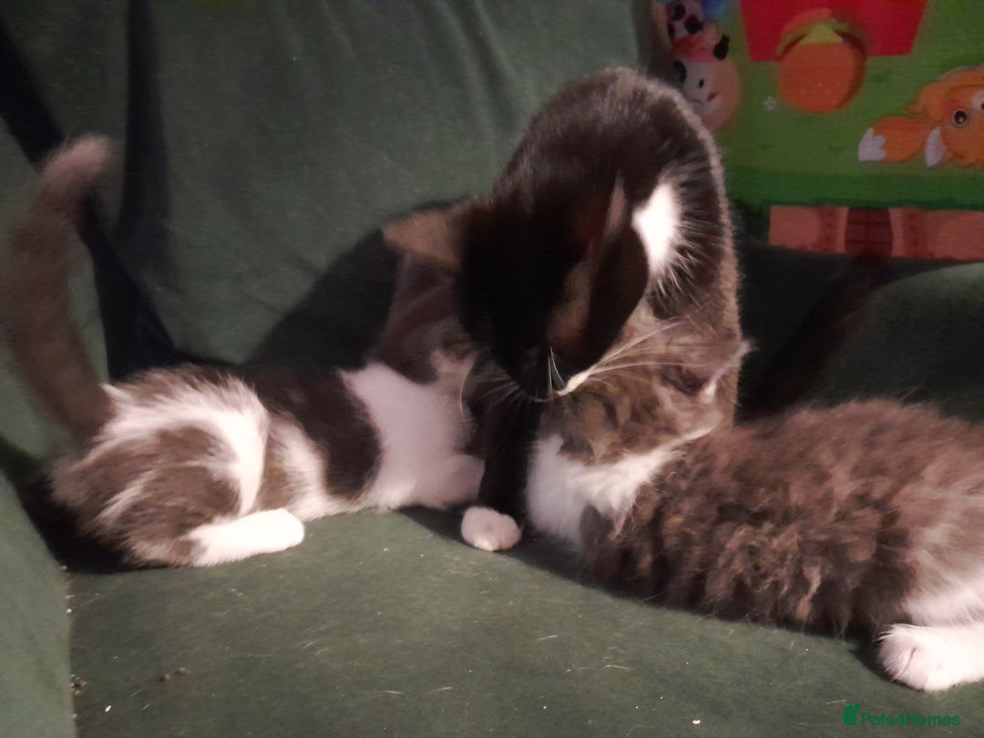 Mixed Breed cats for sale: Two beautifully marked boys - Image 8