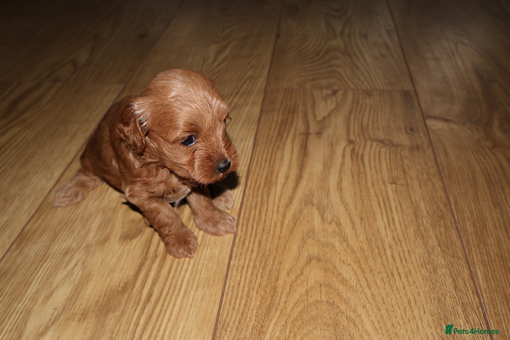 Maltipoo dogs 🐶 Stunning Brown/Red F1B Maltipoo Puppies ❤️ - Advert 1