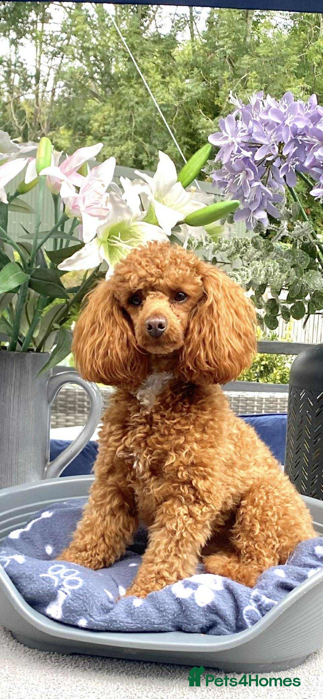 Cockapoo dogs for sale: Adorable Toy Cockapoos-Health Tested - Image 12