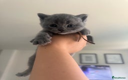 British Shorthair cats for sale: 🌟 Blue British Shorthair kittens🌟 - Image 6