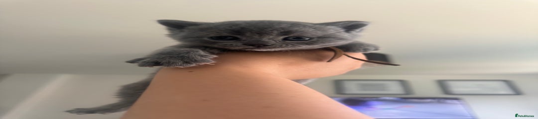Brown collar