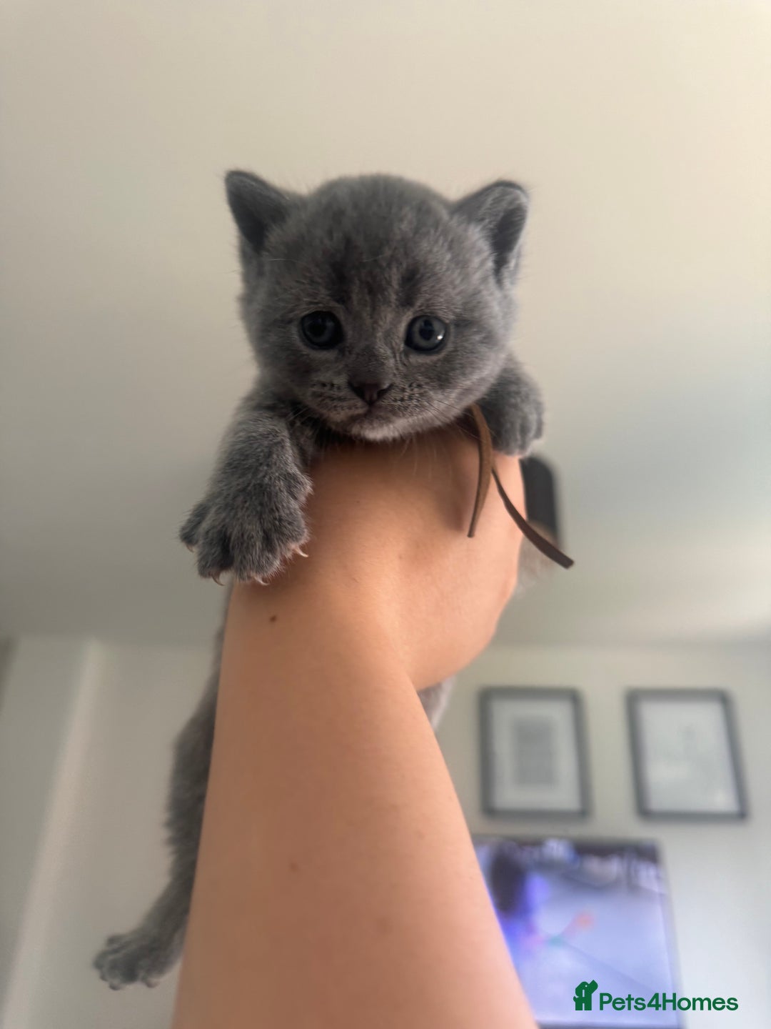 British Shorthair cats for sale: 🌟 Blue British Shorthair kittens🌟 - Image 6