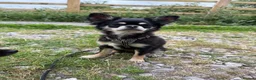 Chihuahua dogs for sale: KC reg chihuahua girl pup (health tested parents) - Advert 10