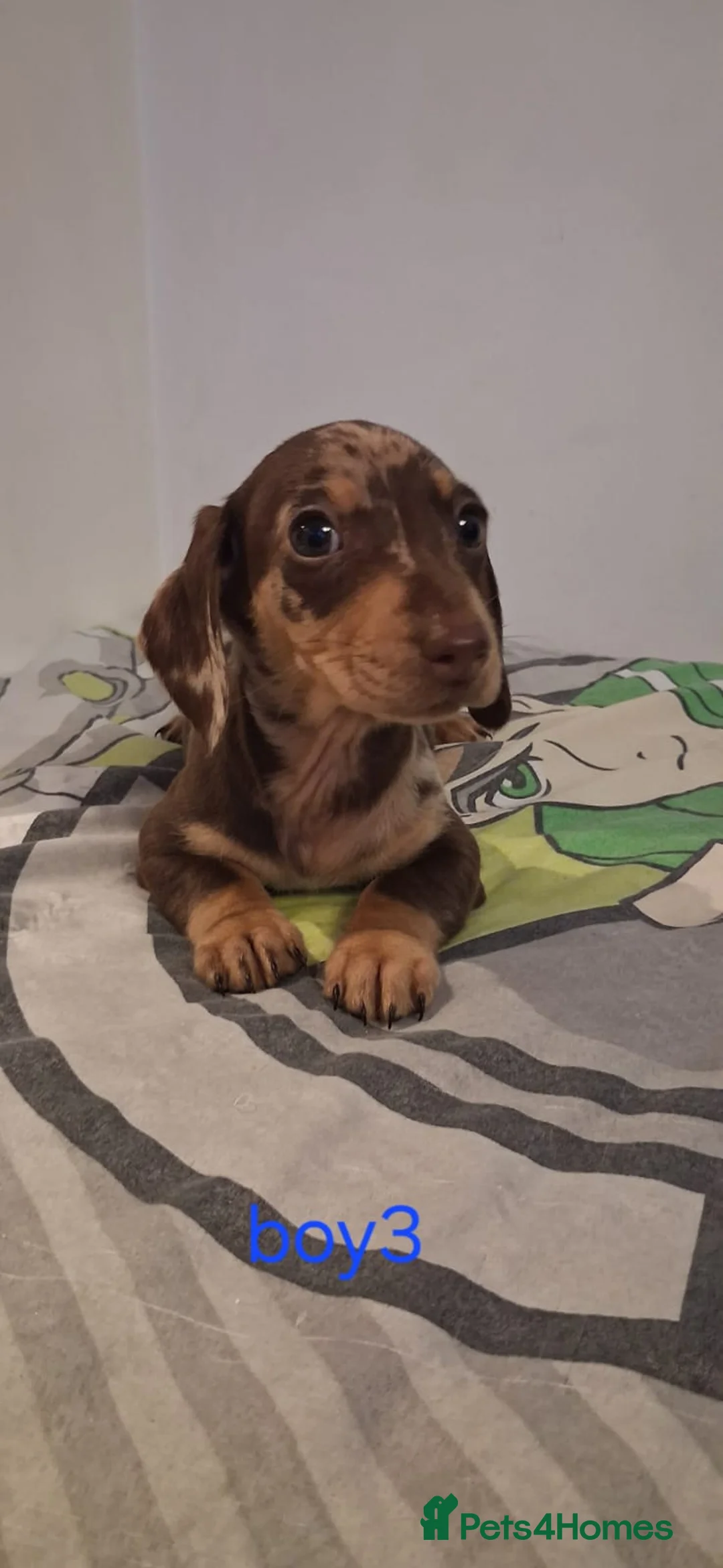 Dachshund dogs for sale: Beautiful miniature Dachshund babies  in Barnsley - Advert 13
